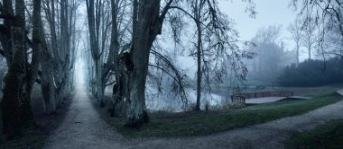 Sis içindeki orman parkı. Güçlü ağaçlar, gölet. Atmosferik sonbahar manzarası. Sessizlik, yalnızlık, melankolik kavramlar. Panoramik görünüm