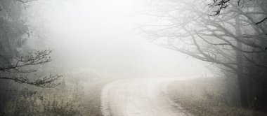 Karanlık Evergreen Ormanı 'nda dolambaçlı kırsal yol (patika, yürüyüş yolu). Güçlü ağaçlar, sis. Atmosferik sonbahar manzarası. Hayalet, yalnızlık, sessizlik, gotik, gizemli kavramlar.