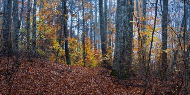 Sis içindeki görkemli orman. Güçlü kayın ağaçları, yosunlar, bitkiler. Altın yapraklar. Karanlık atmosferik sonbahar manzarası. Yalnızlık, sessizlik, gizem, hayal, gotik kavramlar.