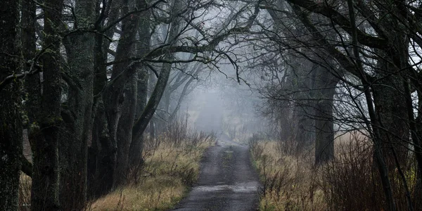 力強い木々の間を通る路地 濃い霧だ 大気の風景 パノラマビュー — ストック写真