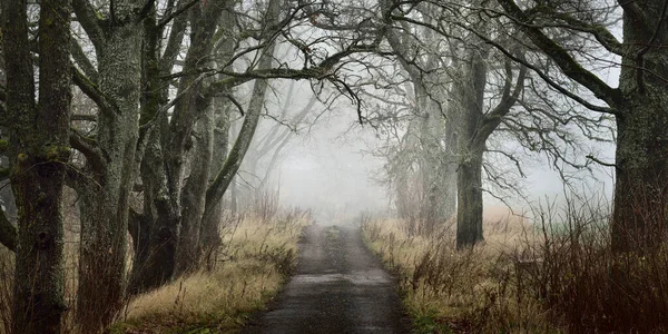 力強い木々の間を通る路地 濃い霧だ 大気の風景 パノラマビュー — ストック写真