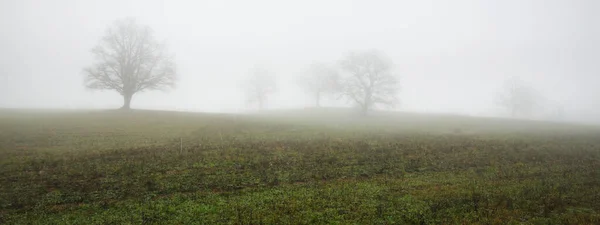 Campo Agrícola Arborizado Denso Nevoeiro Branco Matinal Paisagem Atmosférica Cena — Fotografia de Stock