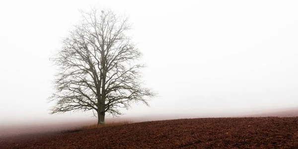 Δυνατή Βελανιδιά Ένα Οργωμένο Χωράφι Μια Πυκνή Άσπρη Πρωινή Ομίχλη — Φωτογραφία Αρχείου