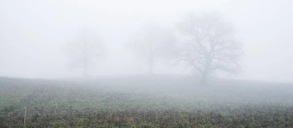 Campo Agrícola Arborizado Denso Nevoeiro Branco Matinal Paisagem Atmosférica Cena — Fotografia de Stock