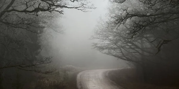 Carretera Rural Sinuosa Sendero Pasarela Través Del Oscuro Bosque Siempreverde —  Fotos de Stock