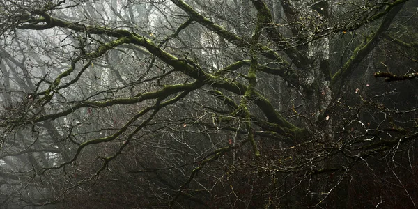 Majestuoso Bosque Una Niebla Árboles Poderosos Musgo Plantas Oscuro Paisaje —  Fotos de Stock