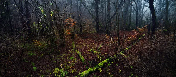 Majestic Forest Fog Mighty Beech Trees Moss Plants Golden Leaves — Stock Photo, Image