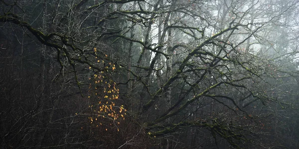 Majestueus Bos Een Mist Machtige Bomen Mos Planten Donker Atmosferisch — Stockfoto