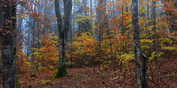 Majestätischer Wald Nebel Mächtige Buchen Moos Pflanzen Goldene Blätter Düstere — Stockfoto