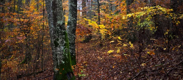 Fenséges Erdő Ködben Hatalmas Bükkfák Moha Növények Arany Levelek Sötét — Stock Fotó