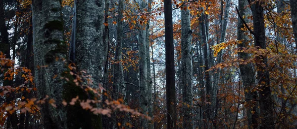 Floresta Majestosa Num Nevoeiro Árvores Fortes Musgo Plantas Paisagem Outono — Fotografia de Stock