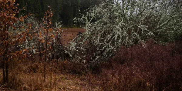 Majestätisk Skog Dimma Mäktiga Träd Mossa Växter Mörkt Stämningsfullt Höstlandskap — Stockfoto