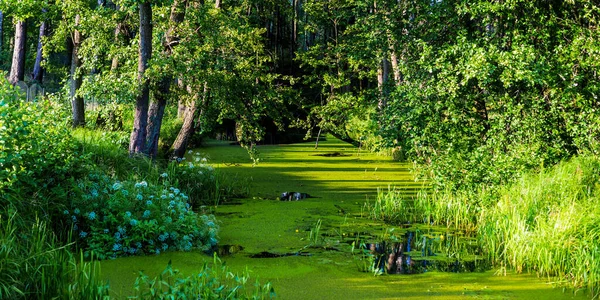 河流在落日的绿落叶森林里 树木密闭 阳光温暖 对称反射在水面上 天然的镜子 宁静的风景 拉脱维亚 — 图库照片
