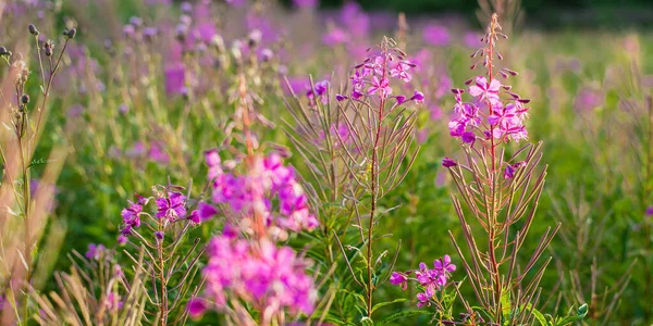 緑の田園地帯にピンク色の野花 Chamaenerion Angustifolium を咲かせ クローズアップします 自然な花の背景 夏の田園風景 代替医療 — ストック写真