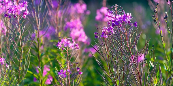 Florecientes Flores Silvestres Rosadas Chamaenerion Angustifolium Campo Verde Cerca Fondo — Foto de Stock