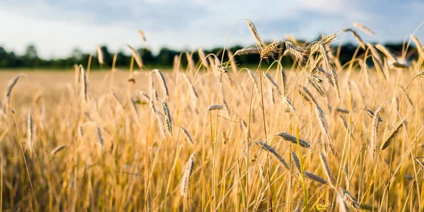 Land Landbouwgewas Veld Bij Zonsondergang Planten Van Dichtbij Zacht Zonlicht — Stockfoto