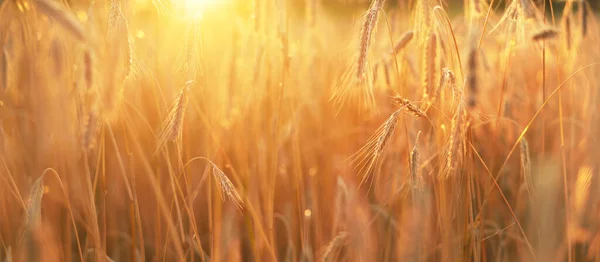 Landwirtschaftliche Feldfrüchte Bei Sonnenuntergang Pflanzen Aus Nächster Nähe Sanftes Sonnenlicht — Stockfoto