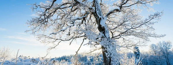 Bos Park Een Sneeuwstorm Machtige Eikenboom Bedekt Met Ijzel Winter — Stockfoto