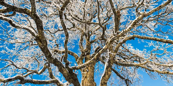 吹雪の後の森林公園 霜で覆われた強大なオークの木 冬の不思議の国 生態系 環境保全 クリスマス 大気の風景 — ストック写真