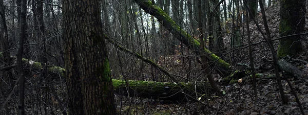 Sis içindeki görkemli orman. Güçlü ağaçlar, yosunlar, bitkiler. Karanlık atmosferik sonbahar manzarası. Yalnızlık, sessizlik, gizem, hayal, gotik kavramlar.
