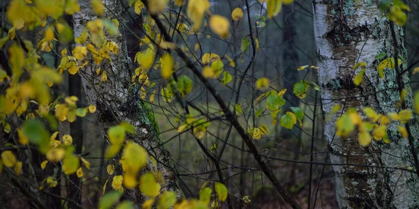 Majestic Forest Fog Mighty Trees Moss Plants Dark Atmospheric Autumn — Stock Photo, Image