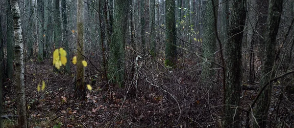 Forêt Majestueuse Dans Brouillard Des Arbres Puissants Mousse Des Plantes — Photo