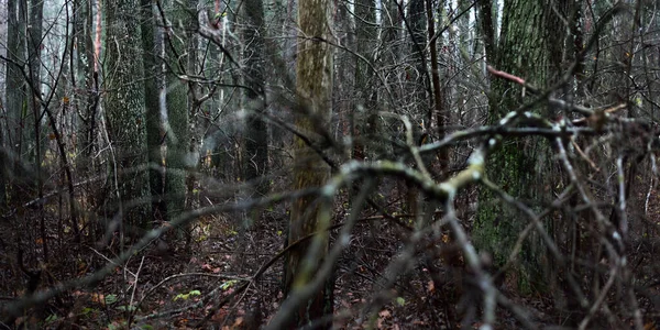 Forêt Majestueuse Dans Brouillard Des Arbres Puissants Mousse Des Plantes — Photo