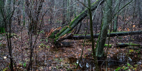Majestætisk Skov Tåge Mægtige Træer Mos Planter Mørk Atmosfærisk Efterår - Stock-foto