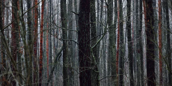 Sis içindeki görkemli orman. Güçlü ağaçlar, yosunlar, bitkiler. Karanlık atmosferik sonbahar manzarası. Yalnızlık, sessizlik, gizem, hayal, gotik kavramlar.
