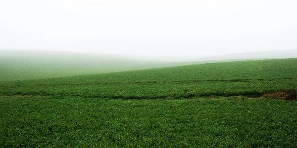 太い白い朝の霧の中で耕された農地の上に孤独な木 大気の風景 牧歌的な田園風景 気候変動 パノラマビュー — ストック写真