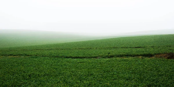 Eenzame Bomen Een Geploegd Landbouwveld Een Dikke Witte Ochtendmist Sfeervol — Stockfoto