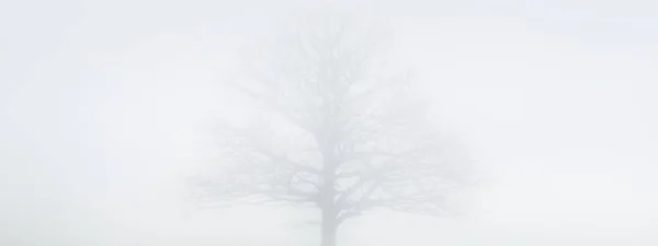 Magányos Száraz Tölgyfa Levelek Nélkül Borús Égbolton Sűrű Ködben Közelről — Stock Fotó