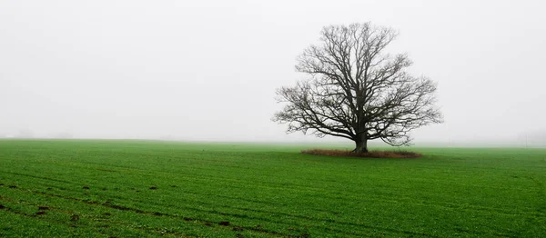 Mighty Oak Tree Plowed Agricultural Field Thick White Morning Fog — Stock Photo, Image