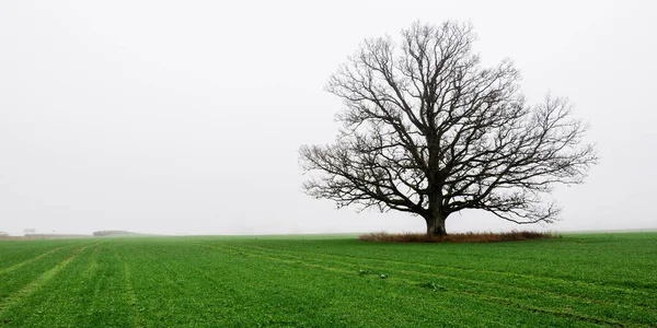 Mighty Oak Tree Plowed Agricultural Field Thick White Morning Fog — Stock Photo, Image