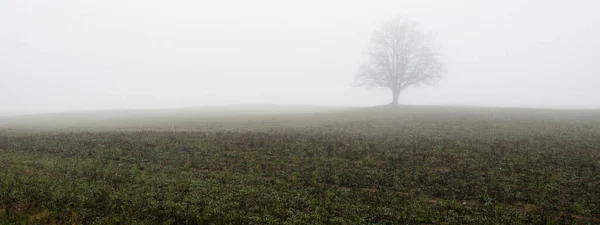 Gepflügtes Landwirtschaftliches Feld Dicken Weißen Morgennebel Stimmungsvolle Landschaft Idyllische Ländliche — Stockfoto