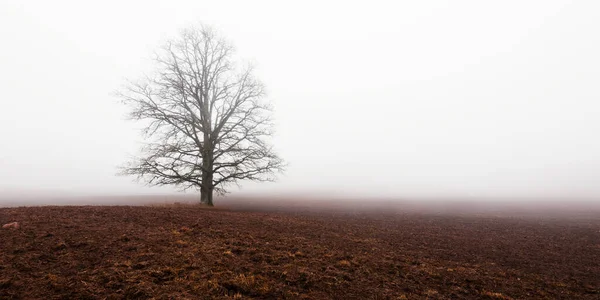 Mighty Oak Tree Plowed Agricultural Field Thick White Morning Fog — Stock Photo, Image