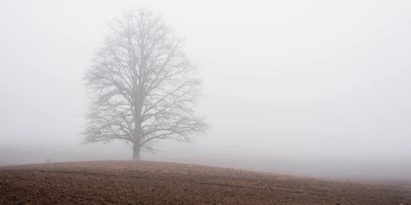 Могутнє Дубове Дерево Оранжевому Сільськогосподарському Полі Густому Білому Ранковому Тумані — стокове фото