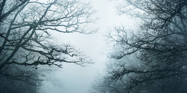 Twilight forest. Mighty trees, fog, mysterious light. Dark atmospheric landscape. Picturesque panoramic scenery