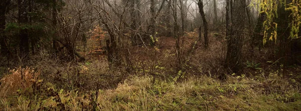 Lombhullató Erdő Egy Sűrű Reggeli Ködben Bükkfa Moha Színes Vörös — Stock Fotó