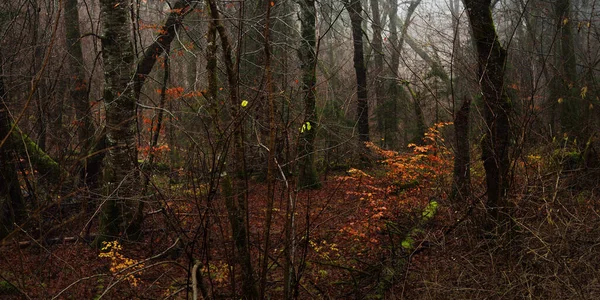 너도밤나무 식물들 황금빛 어두운 외로움 수수께끼 구시대적 — 스톡 사진