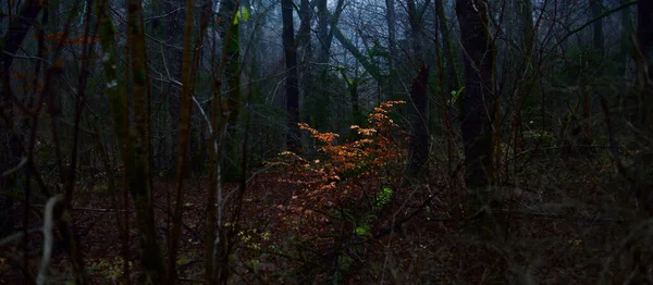 Majestuoso Bosque Una Niebla Poderosos Hayas Musgo Plantas Hojas Doradas —  Fotos de Stock