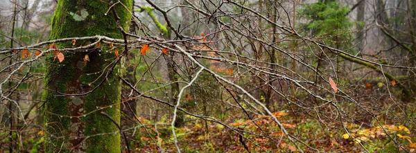 Forêt Feuillus Dans Épais Brouillard Matinal Hêtres Mousse Coloré Rouge — Photo