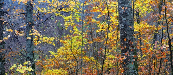 Majestätischer Wald Nebel Mächtige Buchen Moos Pflanzen Goldene Blätter Düstere — Stockfoto