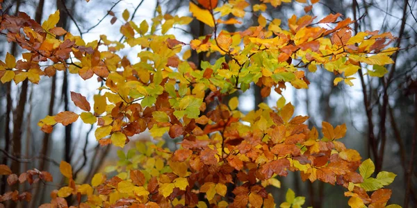 霧の中で雄大な森 強大なブナ 黄金の葉 暗い大気の秋の風景 ゴシックの概念 — ストック写真