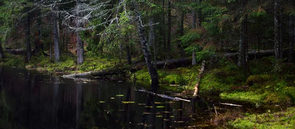 Lake Dark Majestic Evergreen Forest Mighty Pine Spruce Trees Fog — Stock Photo, Image