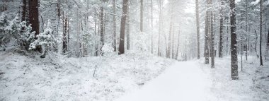 Karla kaplı Evergreen orman tepeleri. Kar fırtınası. Çam, çam ağaçları, yakın plan. Bir patikadan bak. Atmosferik manzara. Kış Harikalar Diyarı. İklim değişikliği, doğal, çevresel koruma. Avrupa
