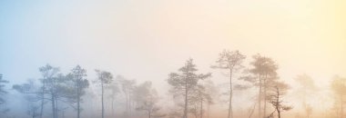 Gün doğumunda sisli bir sabahta bataklık. Genç çam ağaçları. Gökyüzü açık. Idyllic manzara. Çevresel koruma, saf doğa. Panoramik görünüm