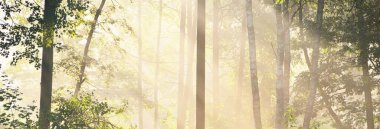 Görkemli orman parkının panoramik manzarası. Sis, yumuşak ışık. Idyllic manzara. Doğa, çevre koruma, ekoloji