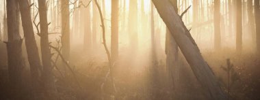 Gün doğumunda yoğun ve gizemli bir siste karışık kozalaklı orman. Cenas tirelis, Letonya. Eski ağaç gövdelerinden geçen altın güneş ışığı. Idyllic sonbahar manzarası