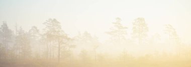 Gün doğumunda sisli bir sabahta bataklık. Genç çam ağaçları. Gökyüzü açık. Idyllic manzara. Çevresel koruma, saf doğa. Panoramik görünüm